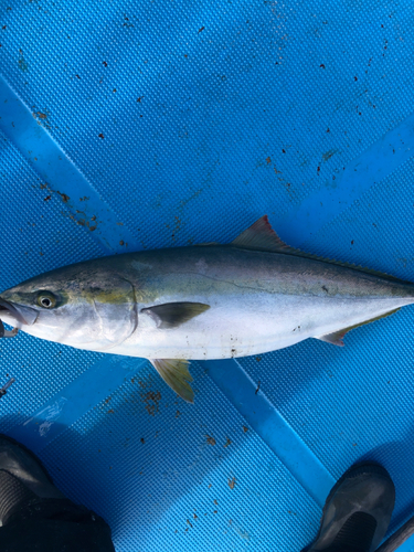 ブリの釣果