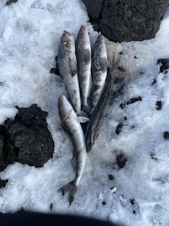 ホッケの釣果