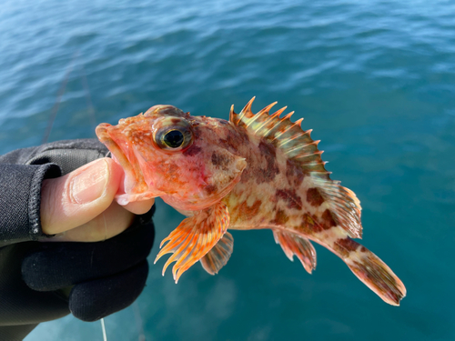 アラカブの釣果