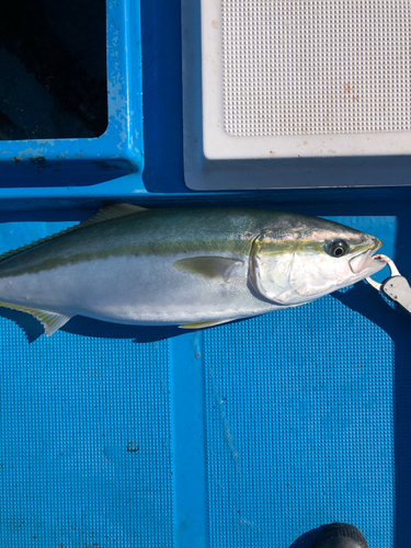 ブリの釣果