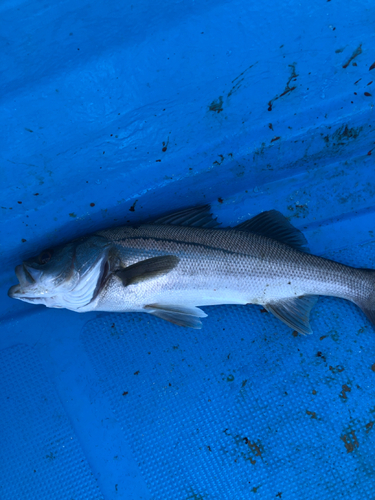 マルスズキの釣果