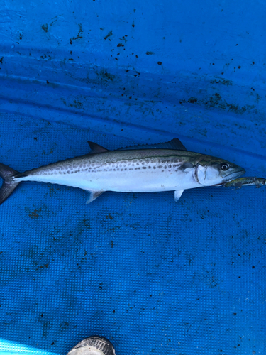 サゴシの釣果