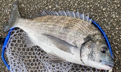 ミナミクロダイの釣果