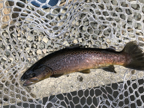 ブラウントラウトの釣果