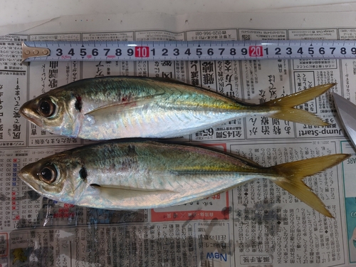 アジの釣果