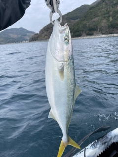 ハマチの釣果