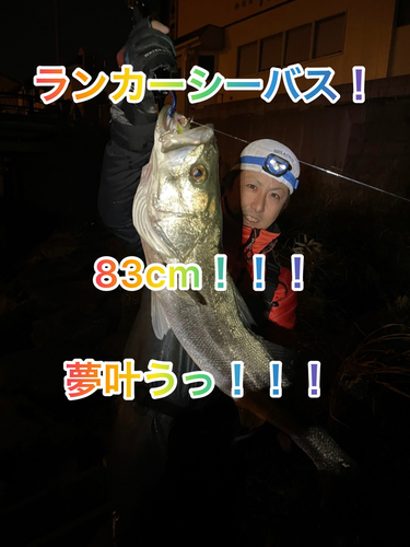 シーバスの釣果