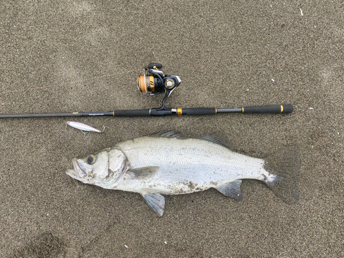 ヒラスズキの釣果