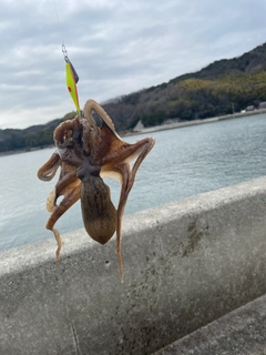 イイダコの釣果