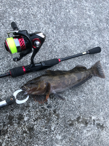 アイナメの釣果