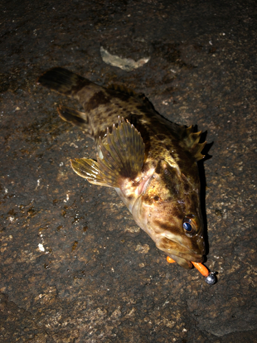 タケノコメバルの釣果