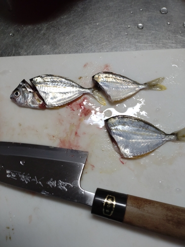 ヒイラギの釣果