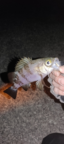 メバルの釣果