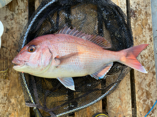 マダイの釣果