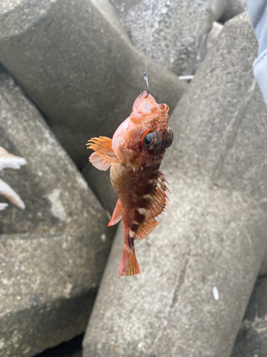 イセエビの釣果