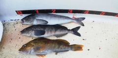 ホッケの釣果
