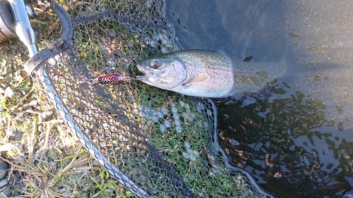 ニジマスの釣果