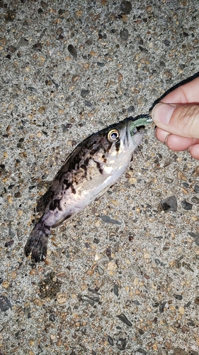 クロソイの釣果