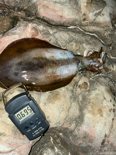 アオリイカの釣果