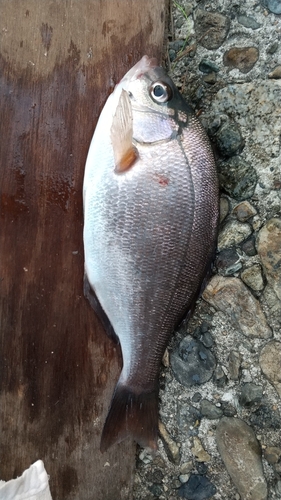 タナゴの釣果