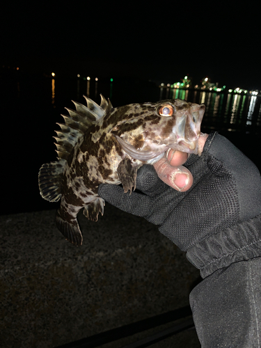 タケノコメバルの釣果