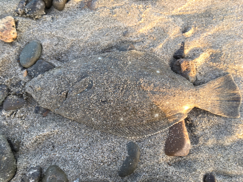 ヒラメの釣果