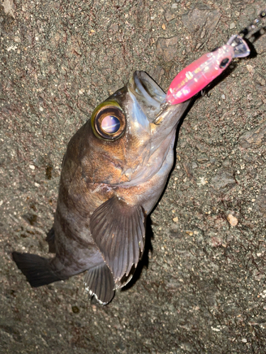 メバルの釣果