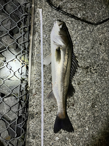 シーバスの釣果