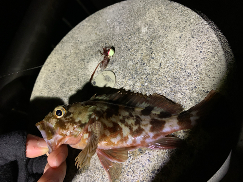 カサゴの釣果