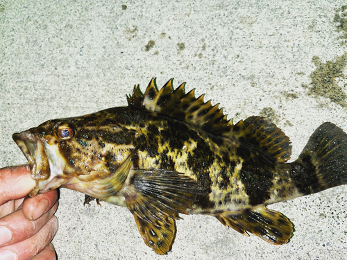 タケノコメバルの釣果