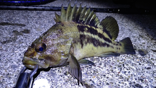 シマソイの釣果