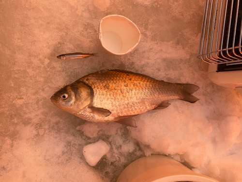 ヘラブナの釣果