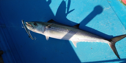 サゴシの釣果