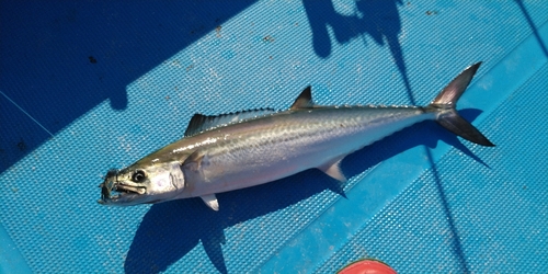 サゴシの釣果