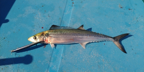 サゴシの釣果