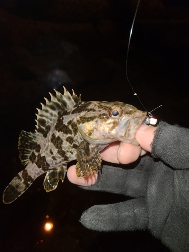 タケノコメバルの釣果