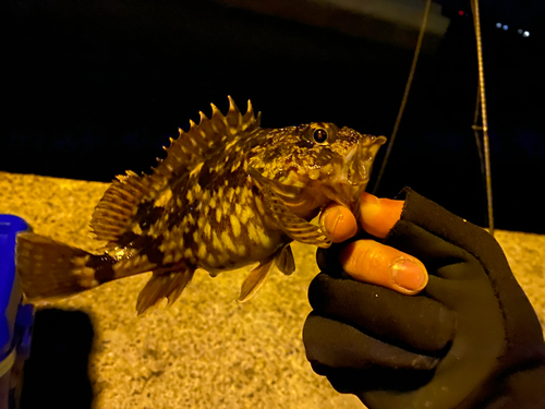 カサゴの釣果