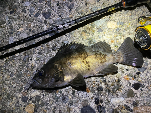 メバルの釣果