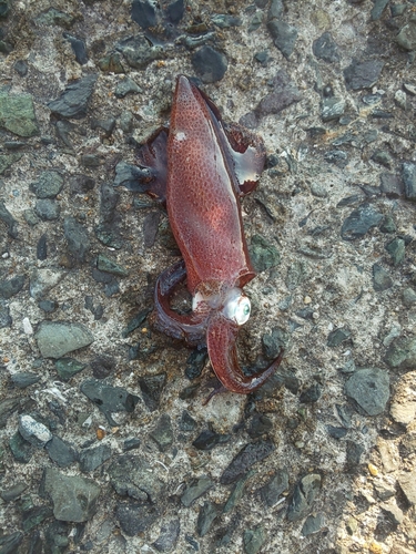 イカの釣果