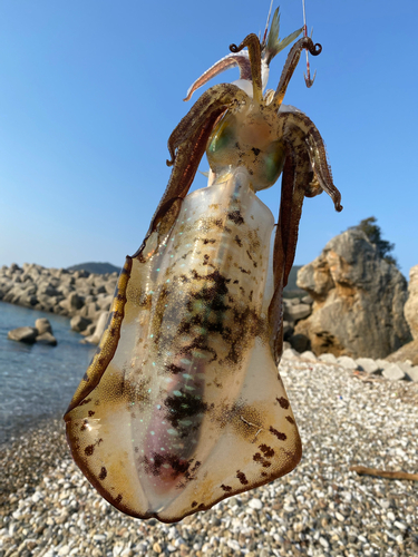 アオリイカの釣果