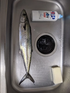 サゴシの釣果