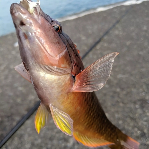 ホシササノハベラの釣果