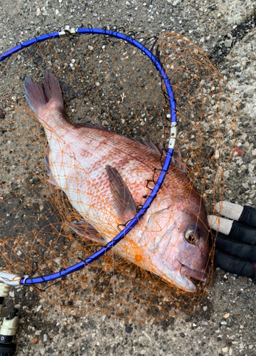 マダイの釣果