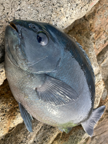 グレの釣果