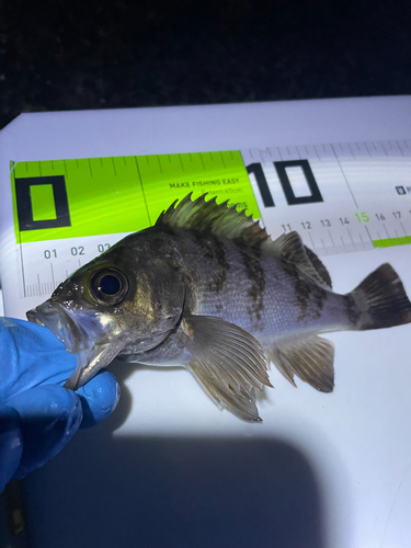 クロメバルの釣果