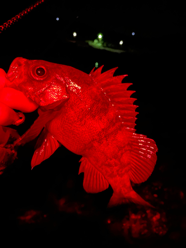 メバルの釣果