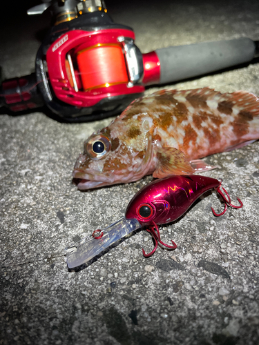 カサゴの釣果