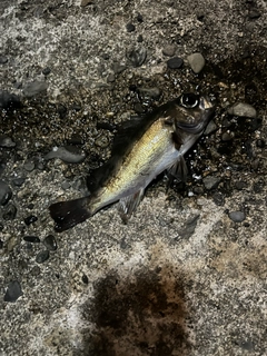 クロメバルの釣果