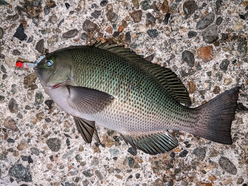 メジナの釣果