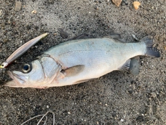 ヒラスズキの釣果